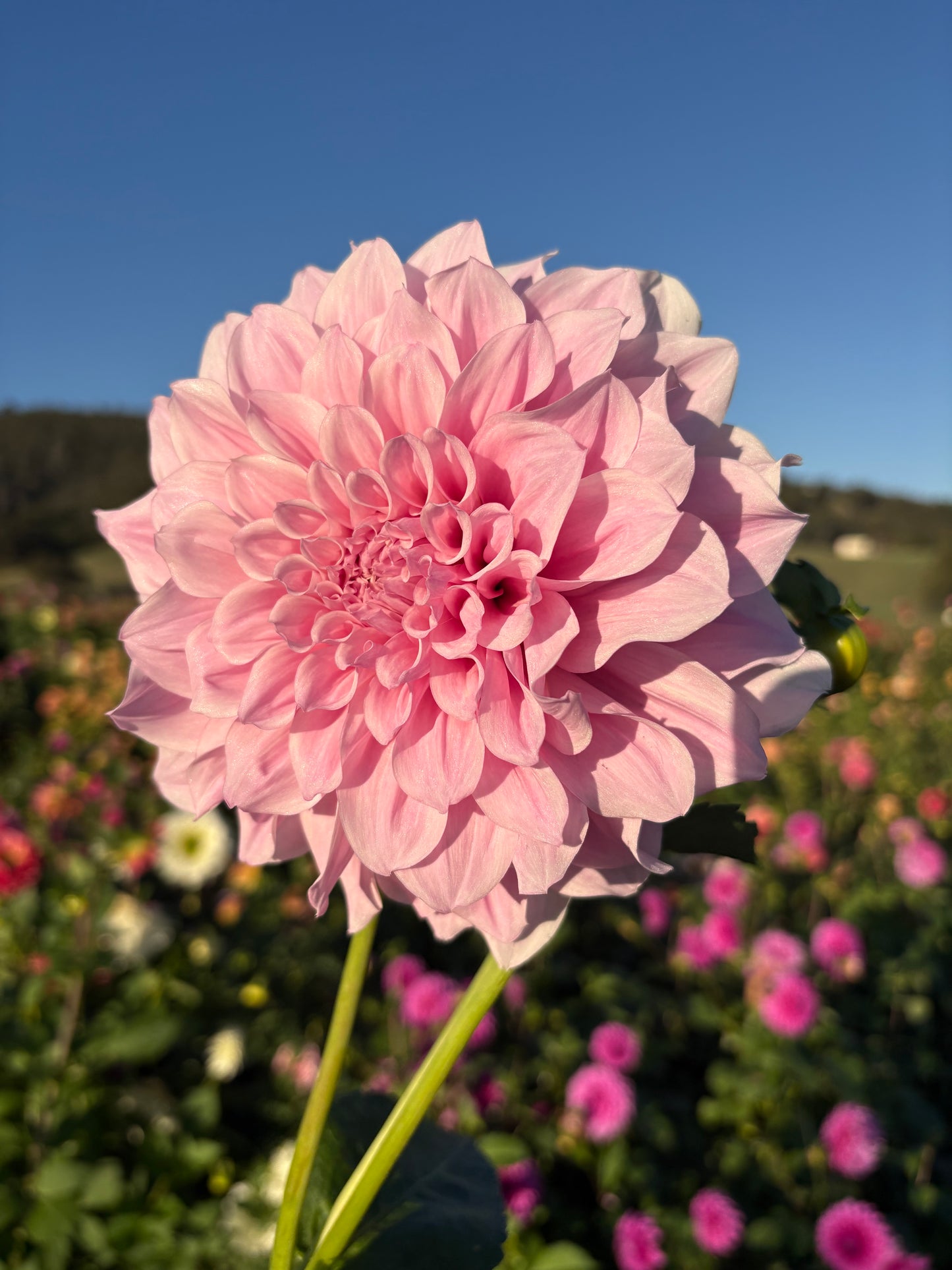 Bec’s unknown pink