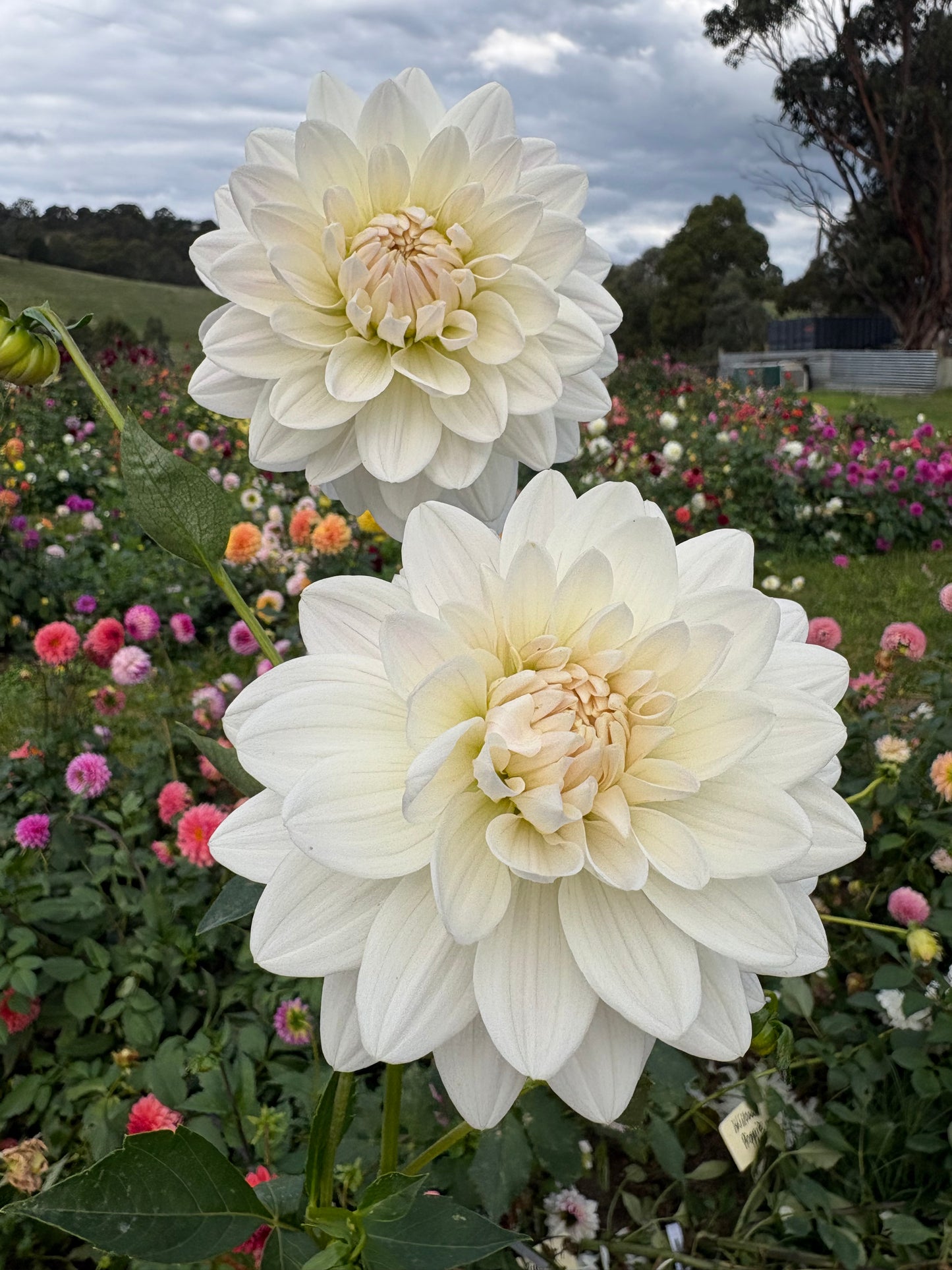 Guyra White
