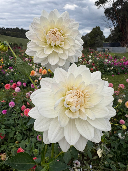 Guyra White