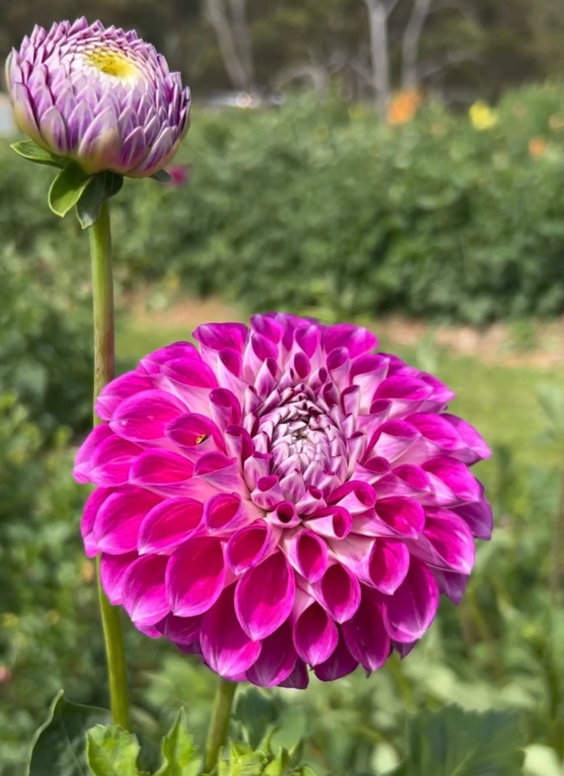 Darbro Violet