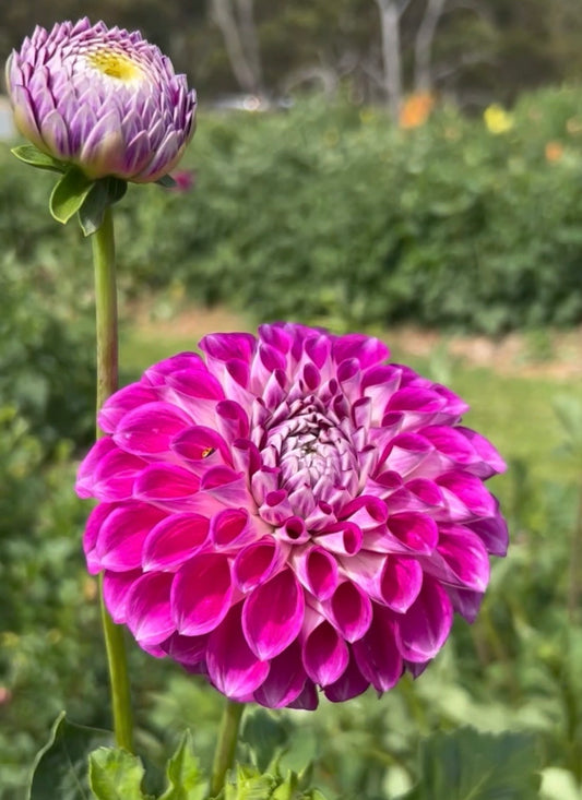 Darbro Violet