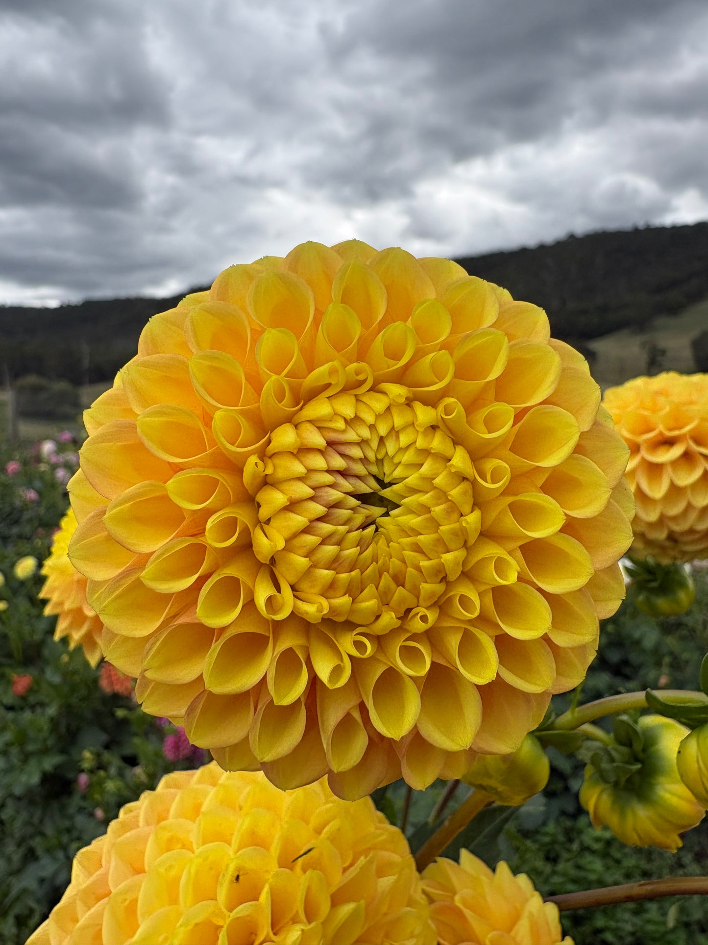 Alfie’s Marigold