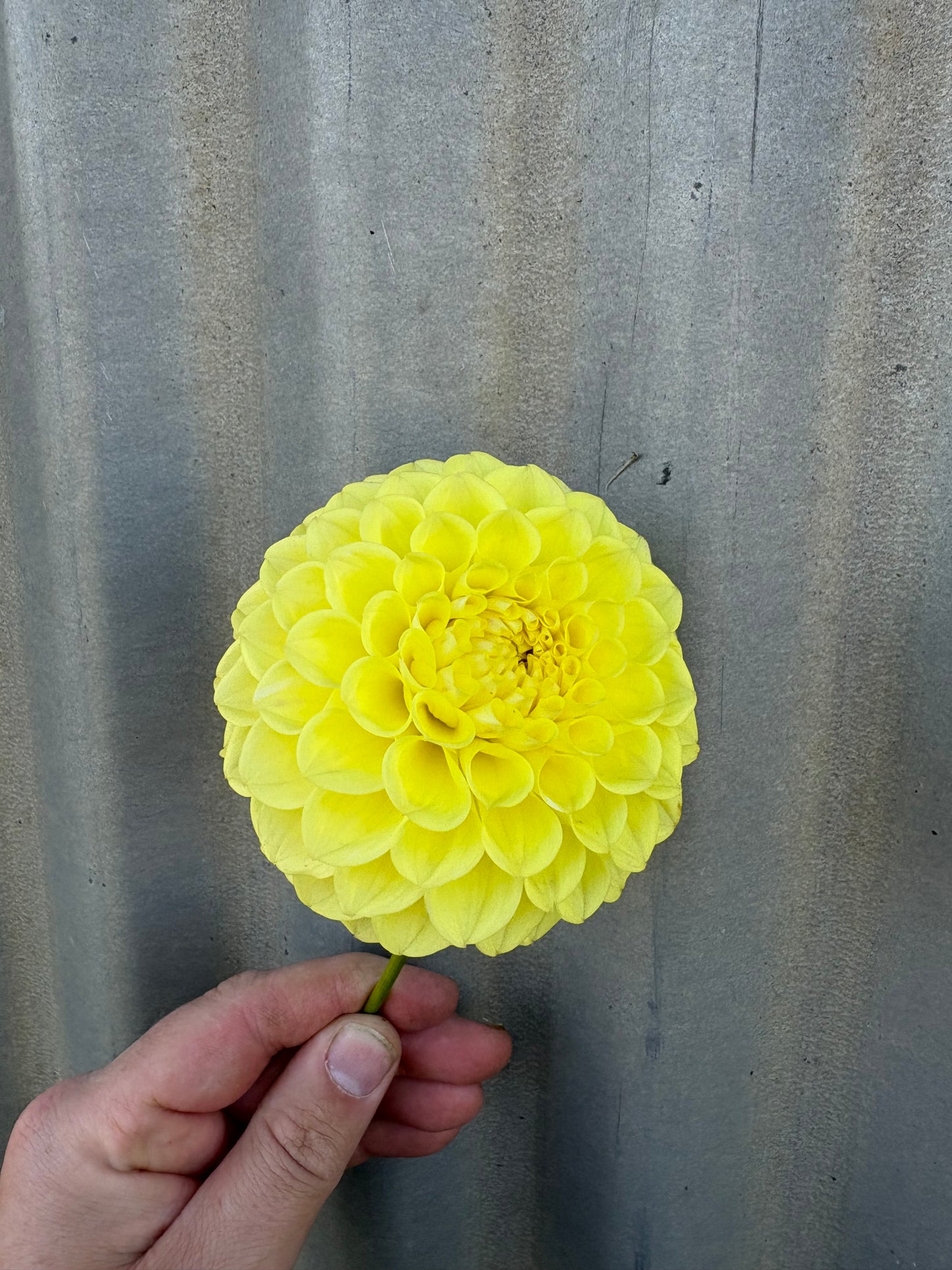 Parklea Bright Moon Glow