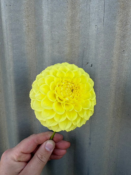 Parklea Bright Moon Glow