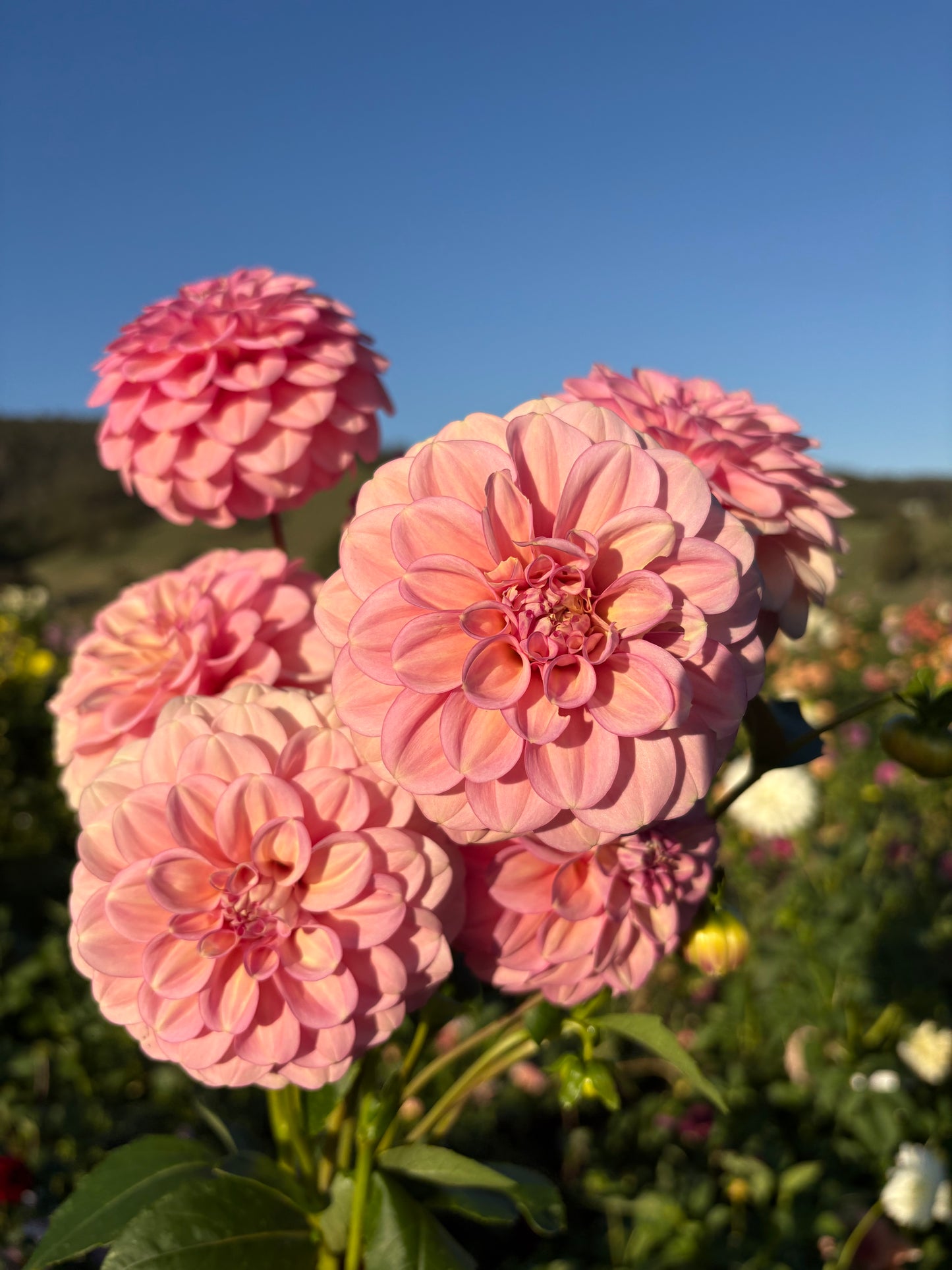 Everbloom Artemis