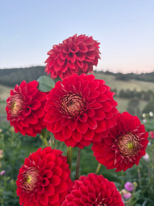 Florelie Macow