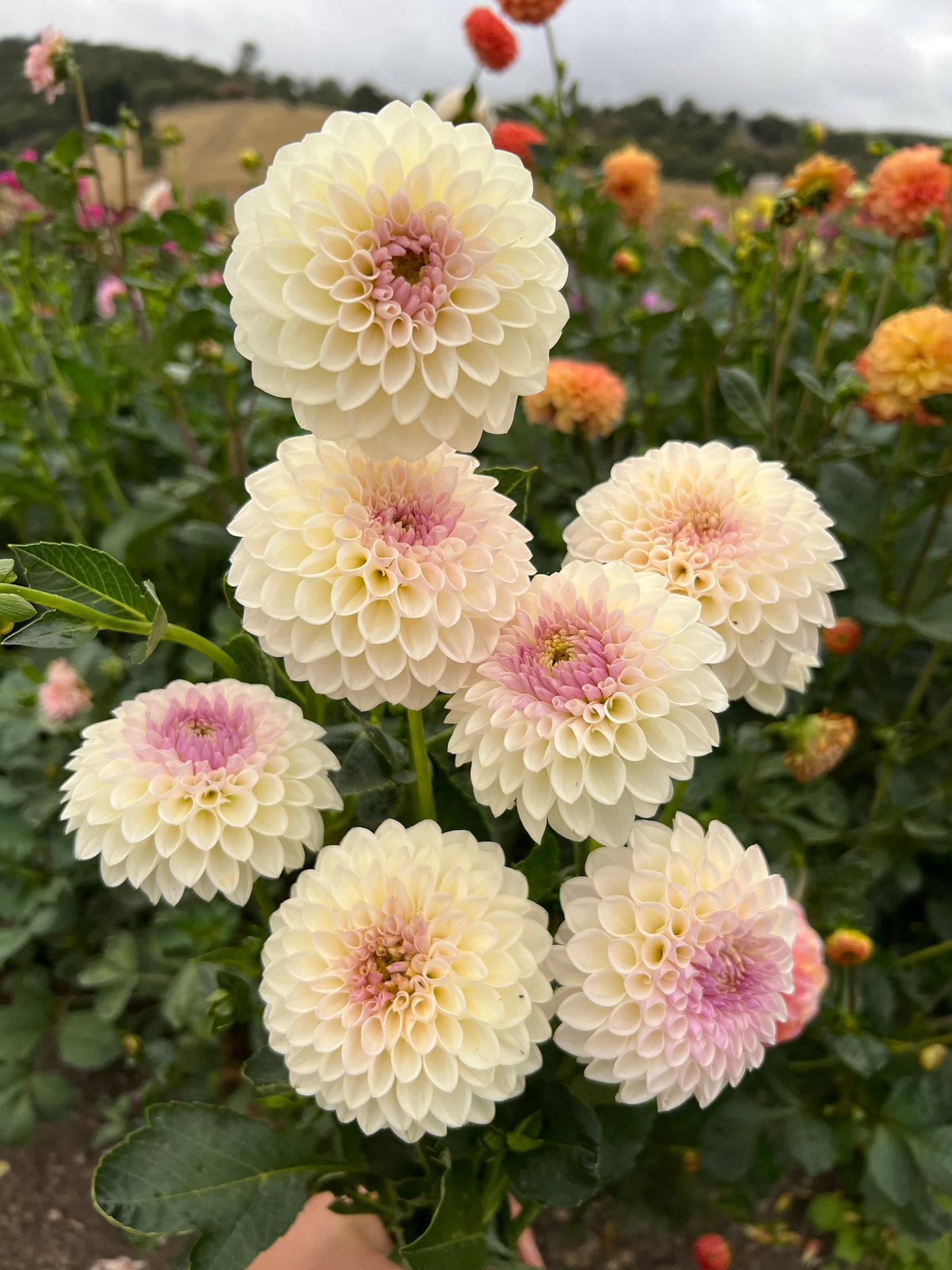 Formby Pearl (one per customer)