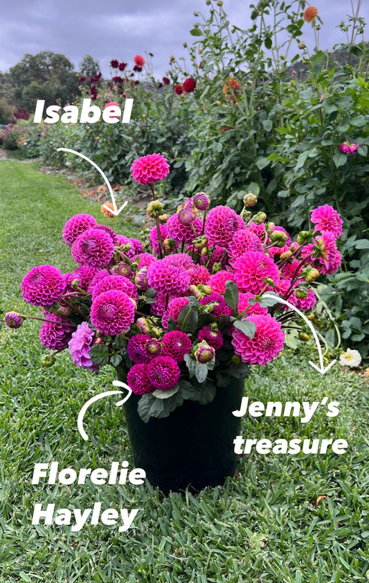 Florelie Hayley