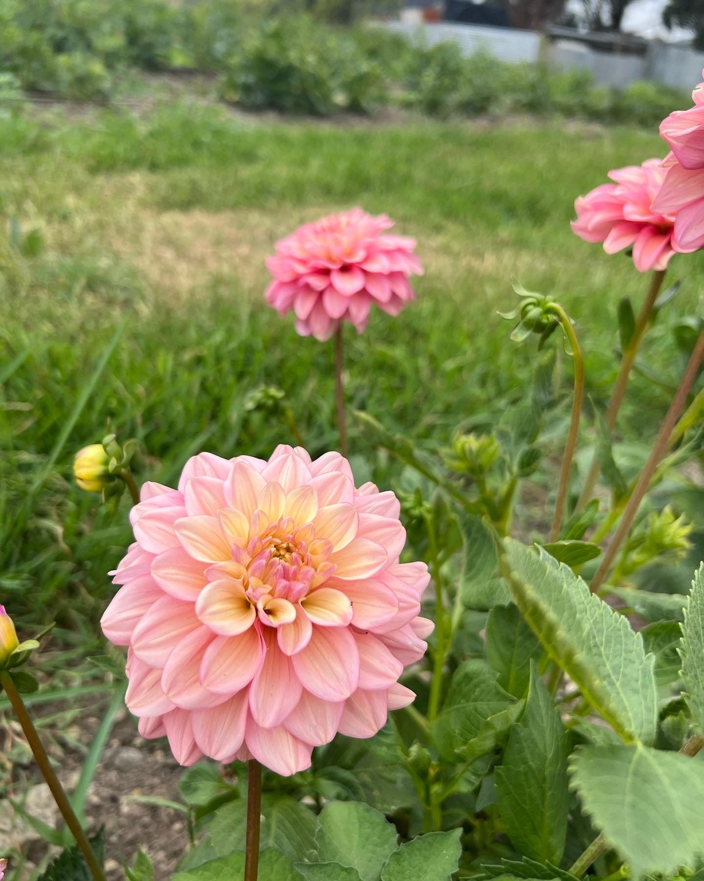 Florelie Kindness