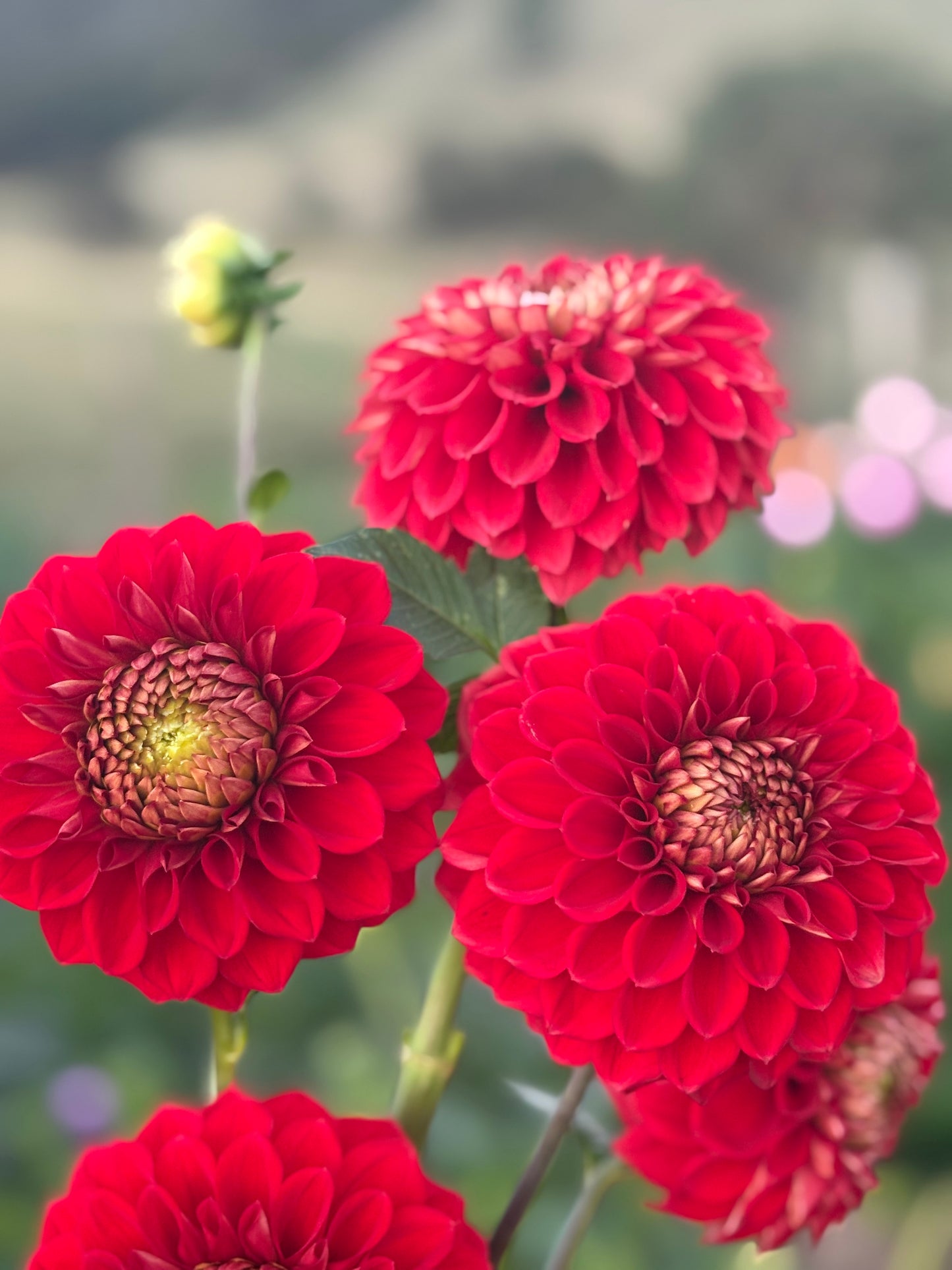 Florelie Macow