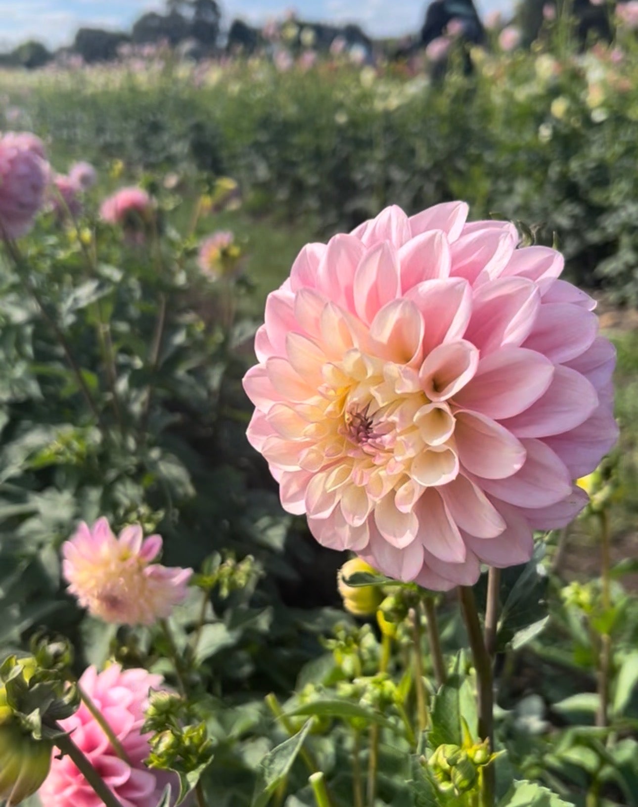 Florelie Pirouette