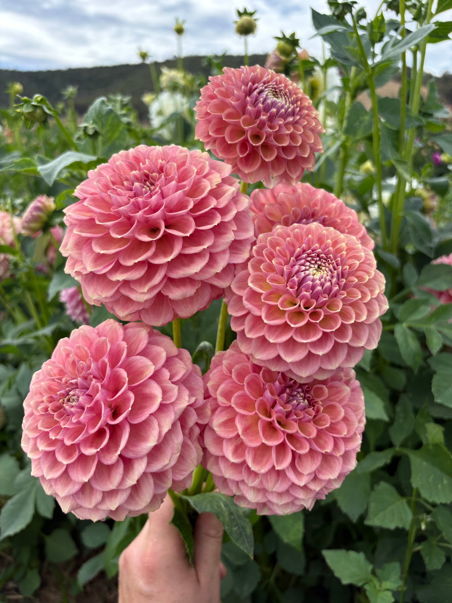 Glenmarc Sophie - Sport