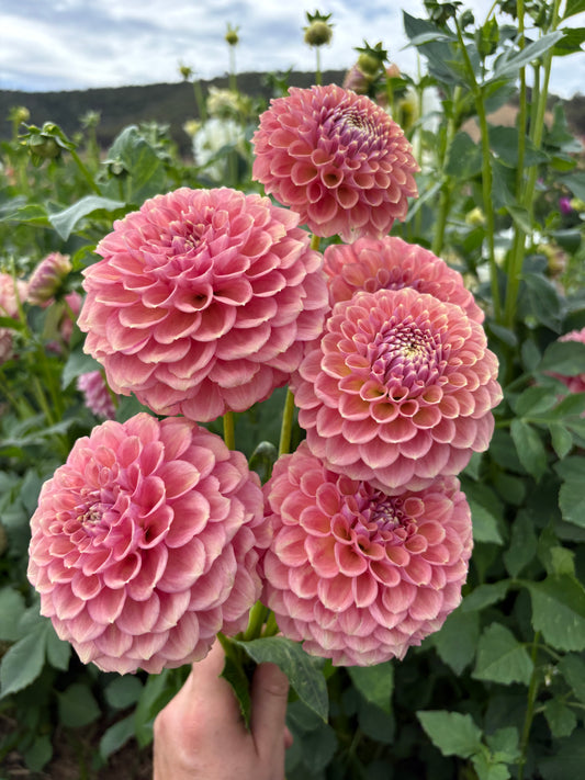 Glenmarc Sophie - Sport