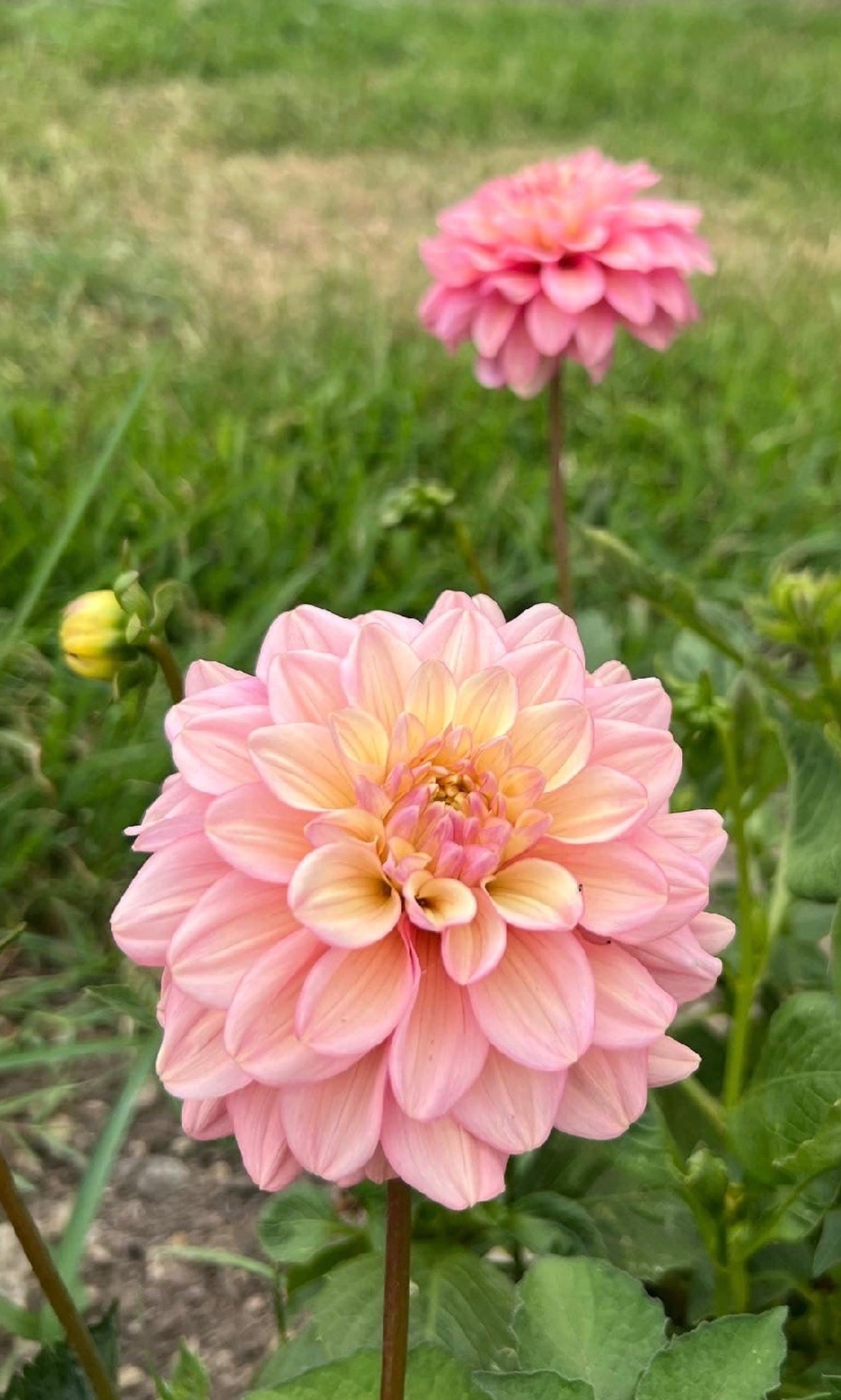 Florelie Kindness