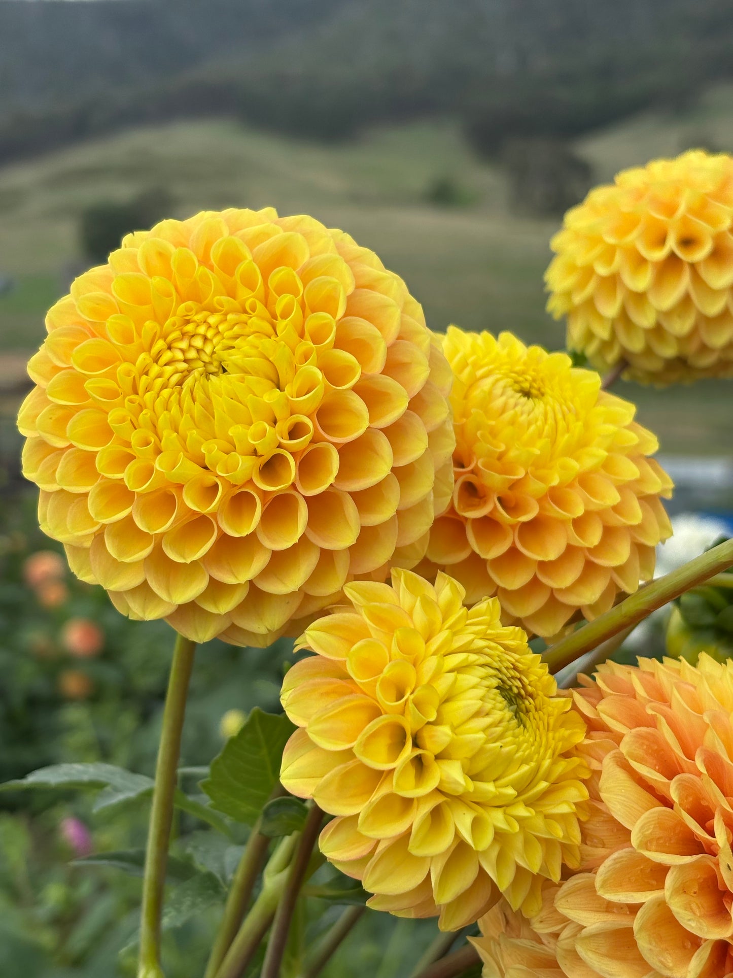 Alfie’s Marigold
