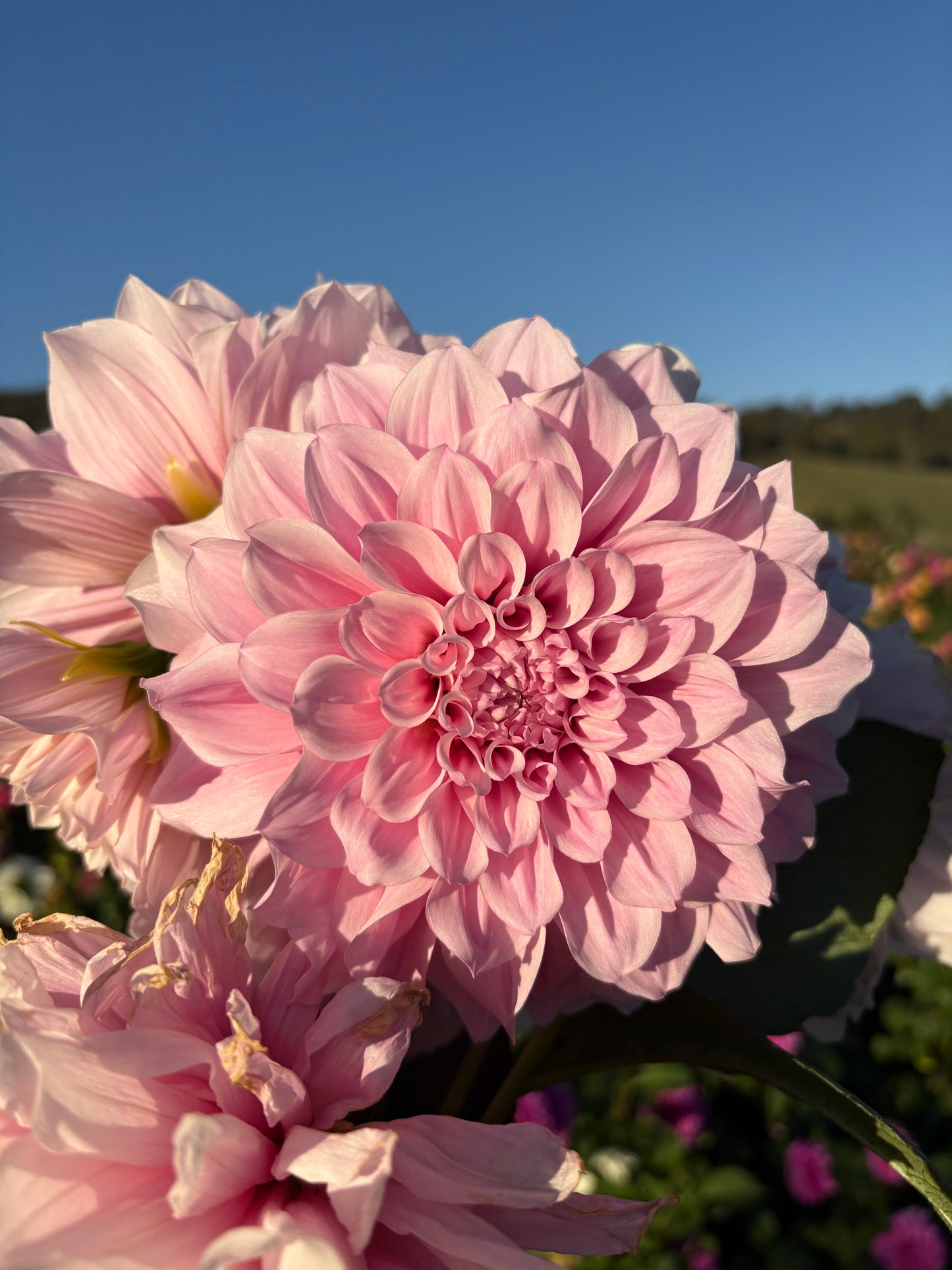 Bec’s unknown pink