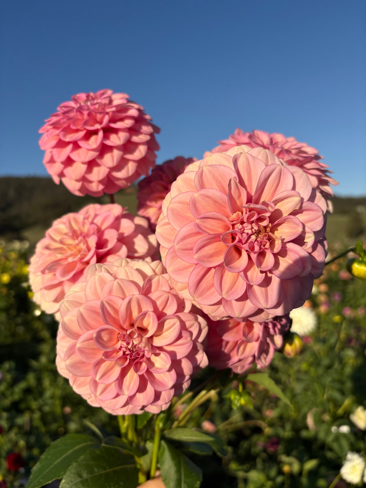 Everbloom Artemis
