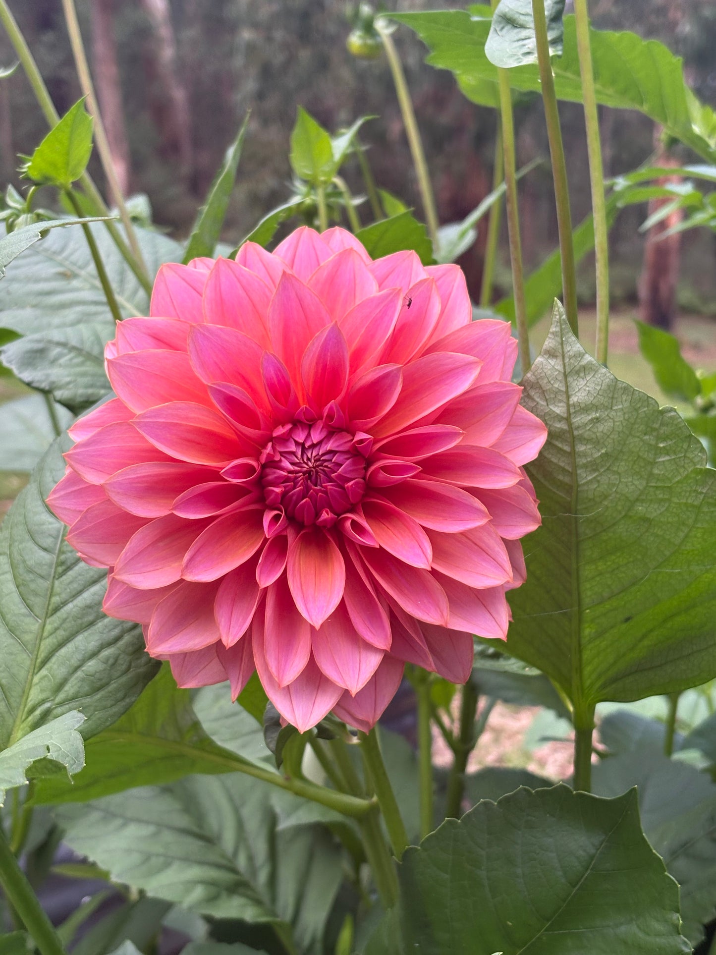 Everbloom Aura