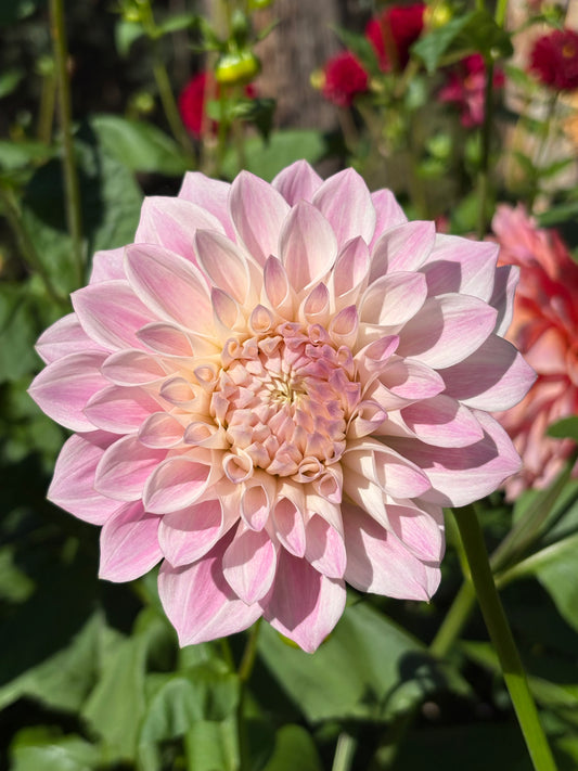 E.Nanna