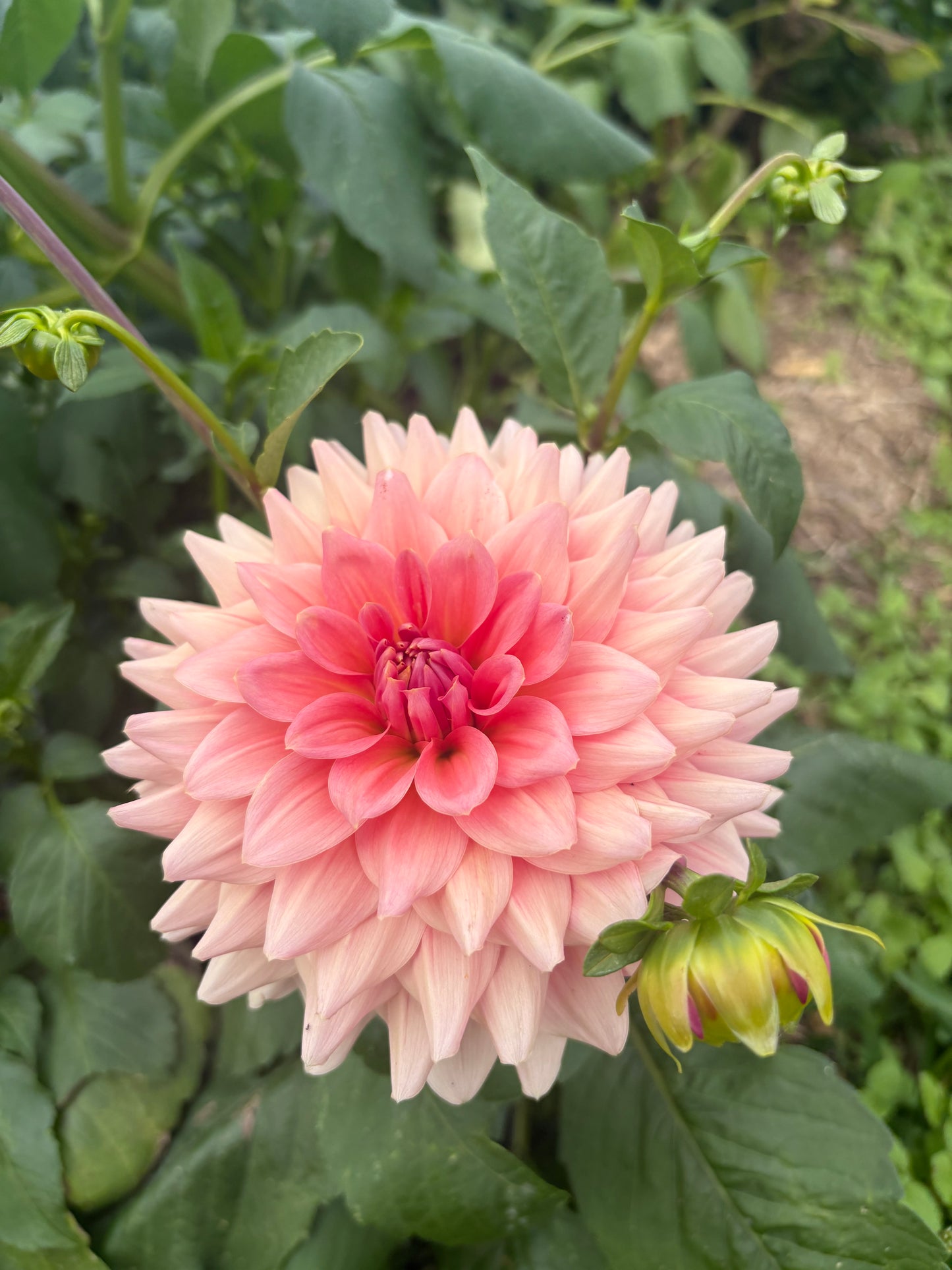 WV’s Victorian Blush