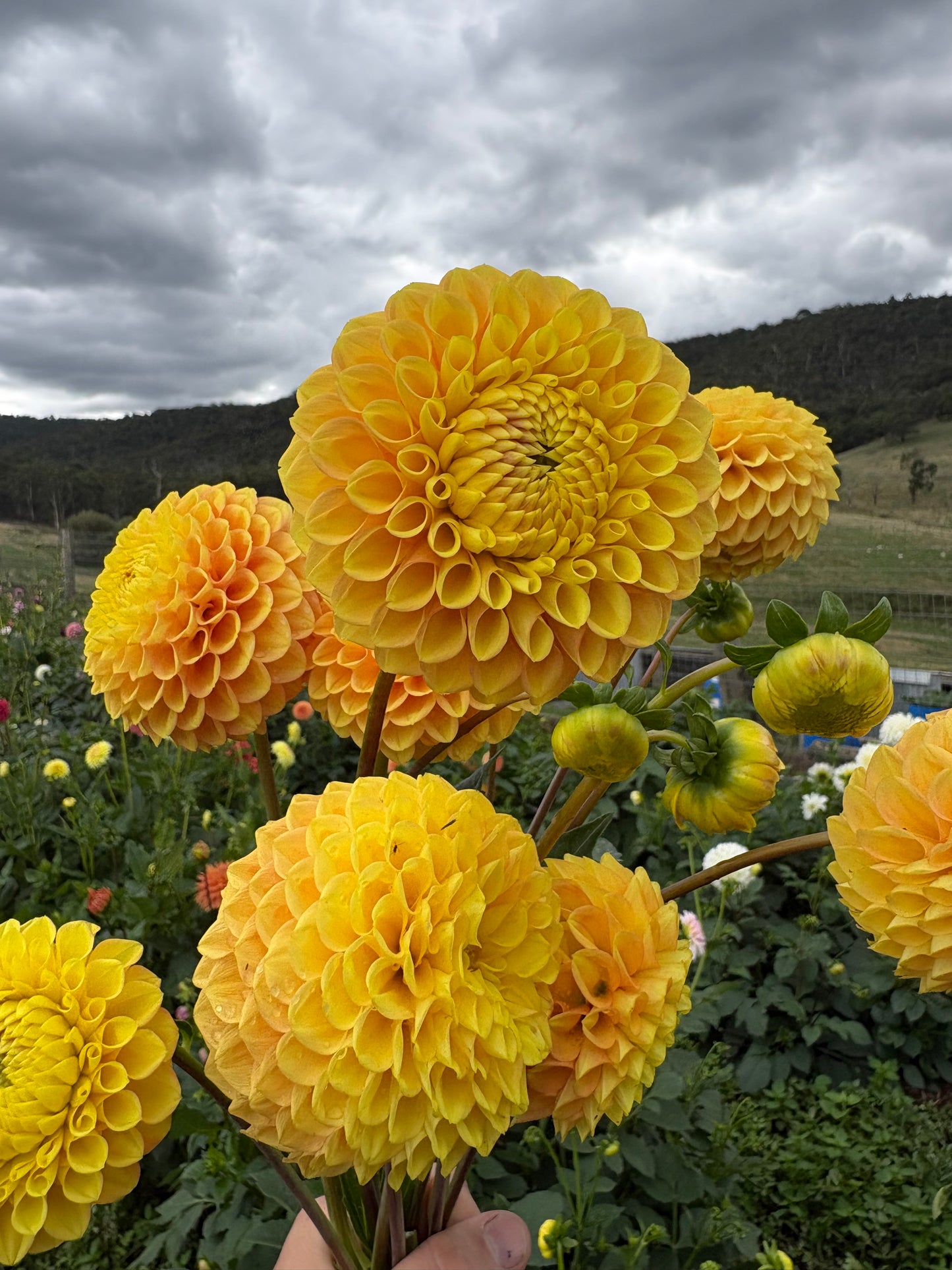 Alfie’s Marigold