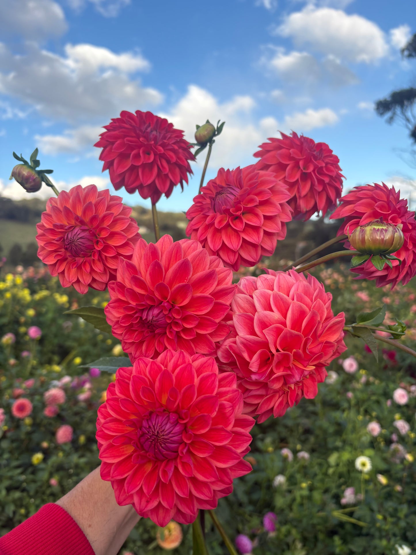 Warraview Watermelon