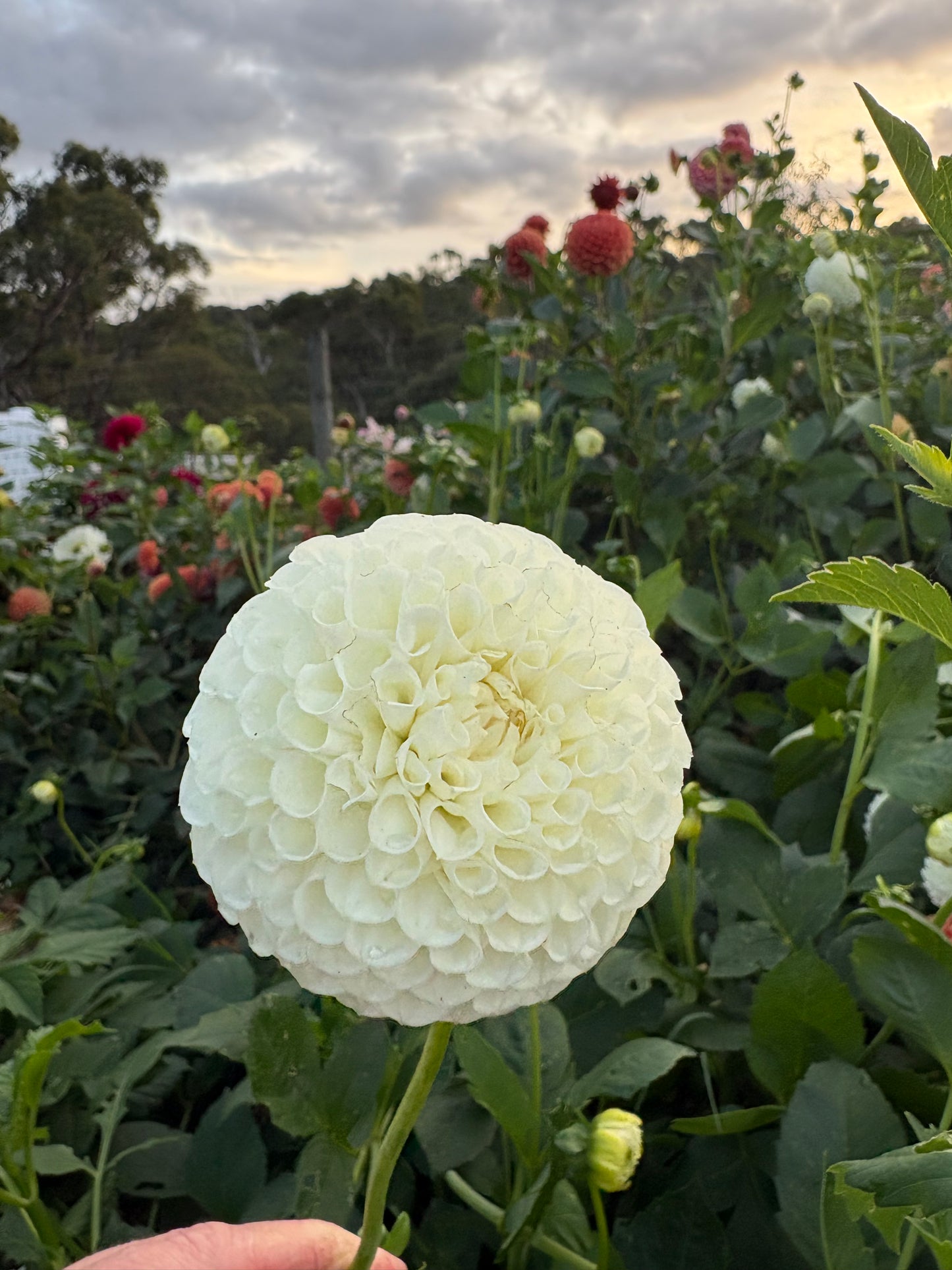 Snowball