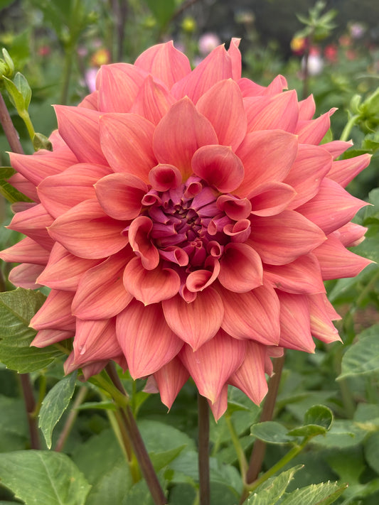 Lileah Caramel Rose
