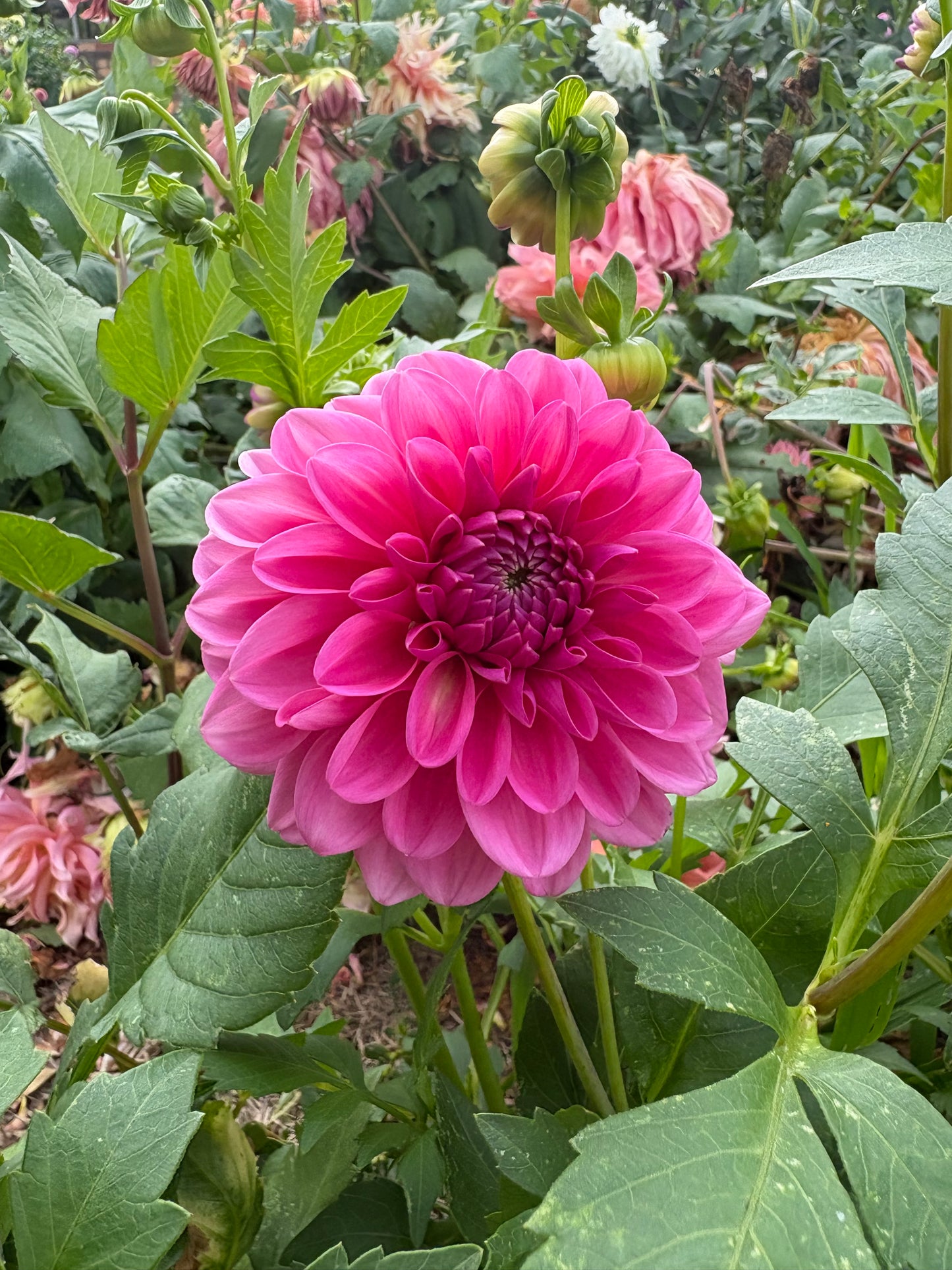 Pink Show