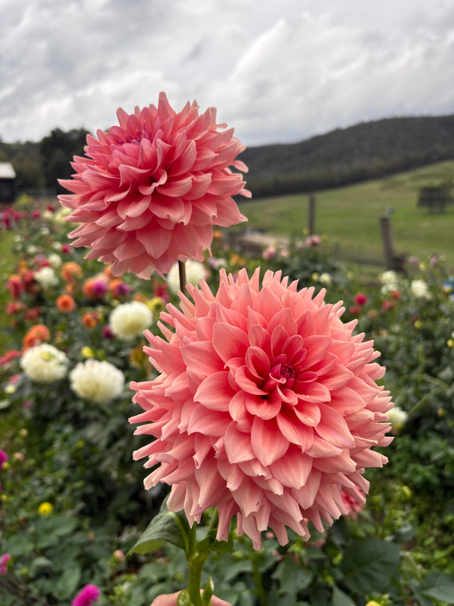WV’s Victorian Blush
