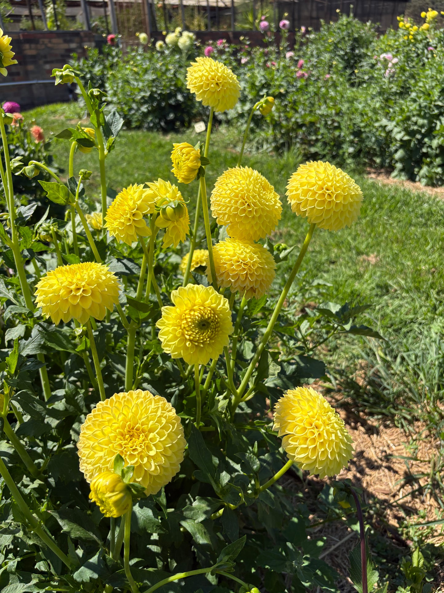 Blyton Golden Girl