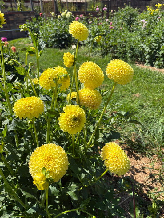 Blyton Golden Girl