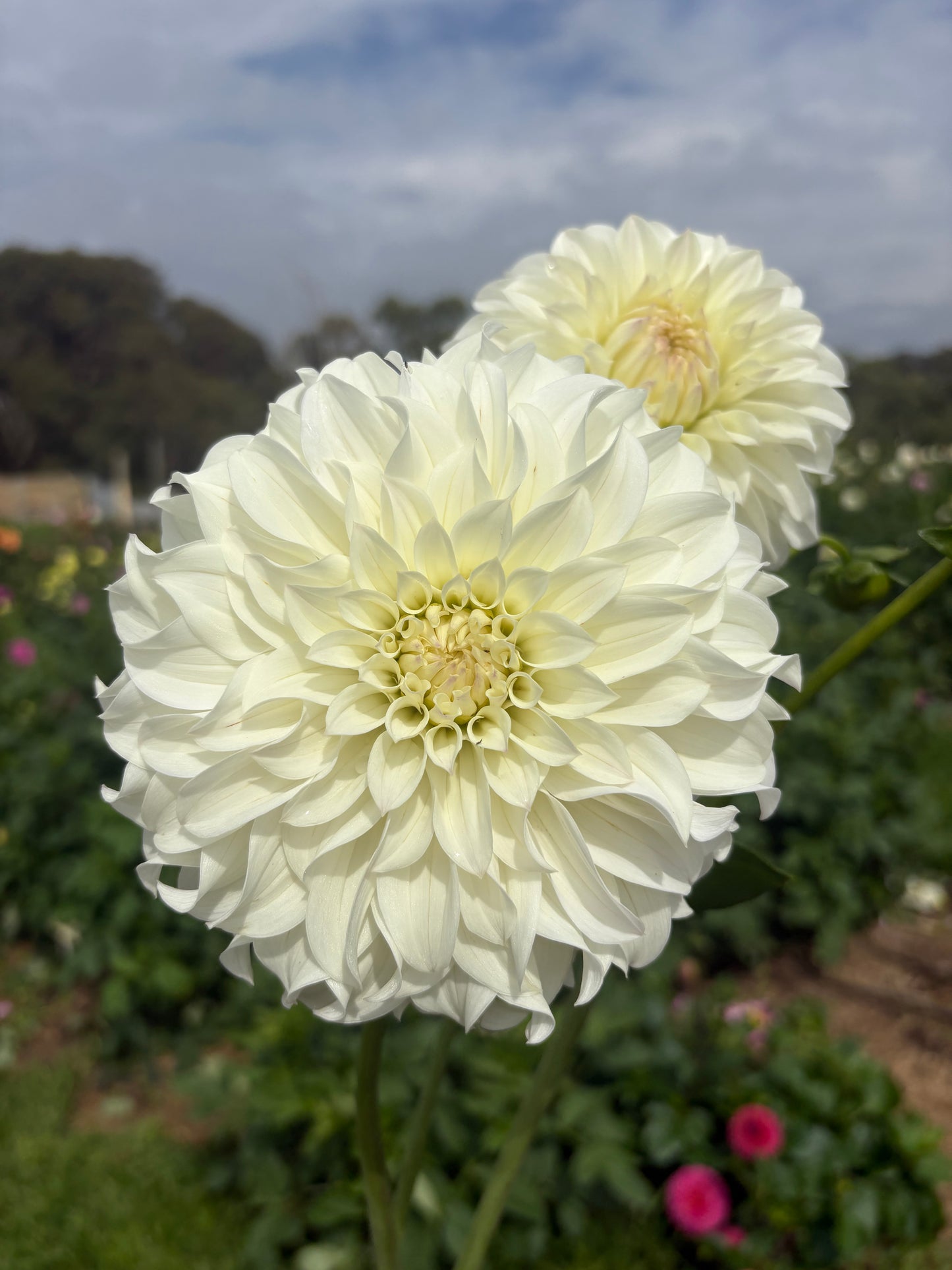 Florelie Nimbus