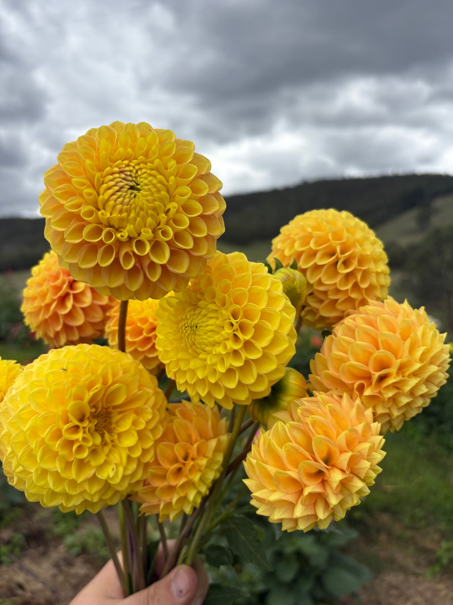 Alfie’s Marigold