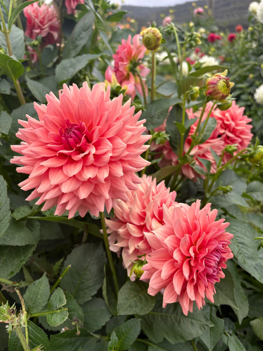 WV’s Victorian Blush