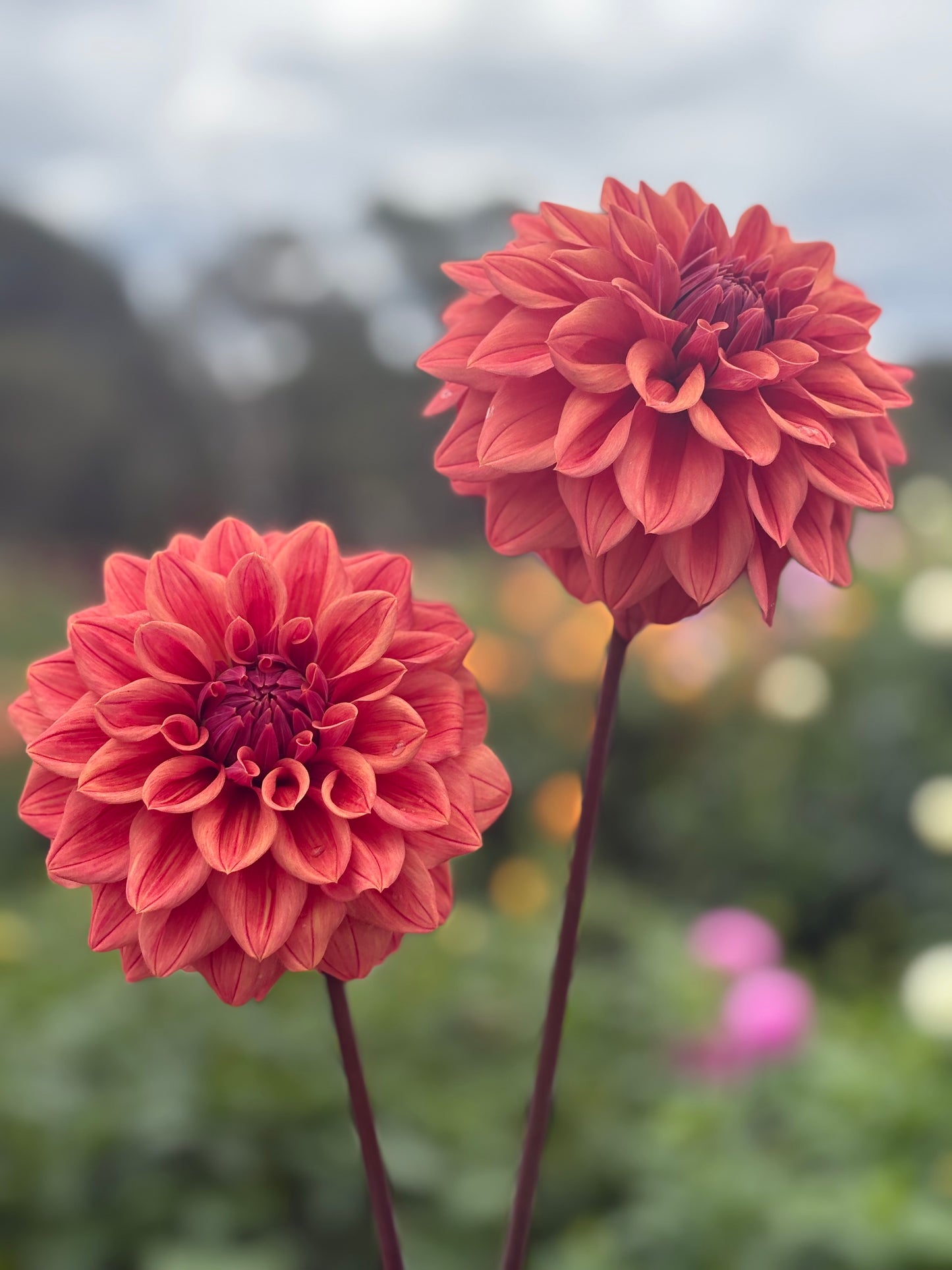 Lileah Russet Rose