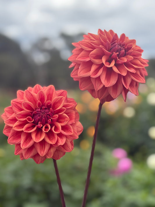 Lileah Russet Rose