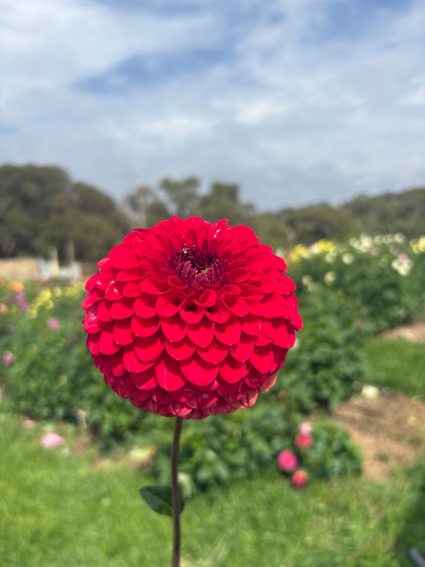 Florelie Vendetta