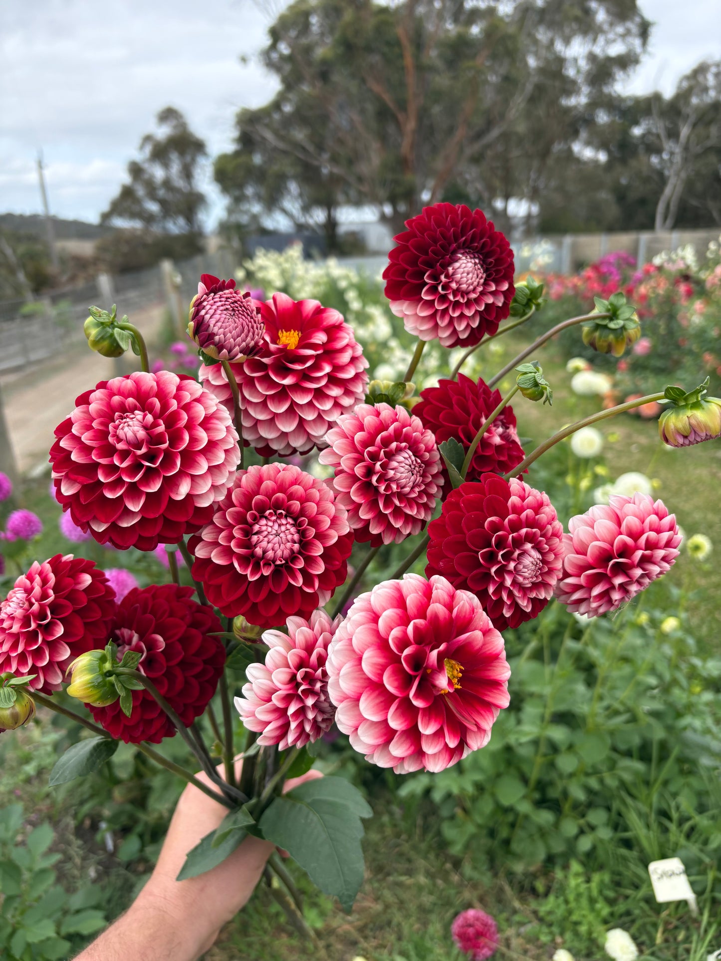 Florelie Cosmic Romance