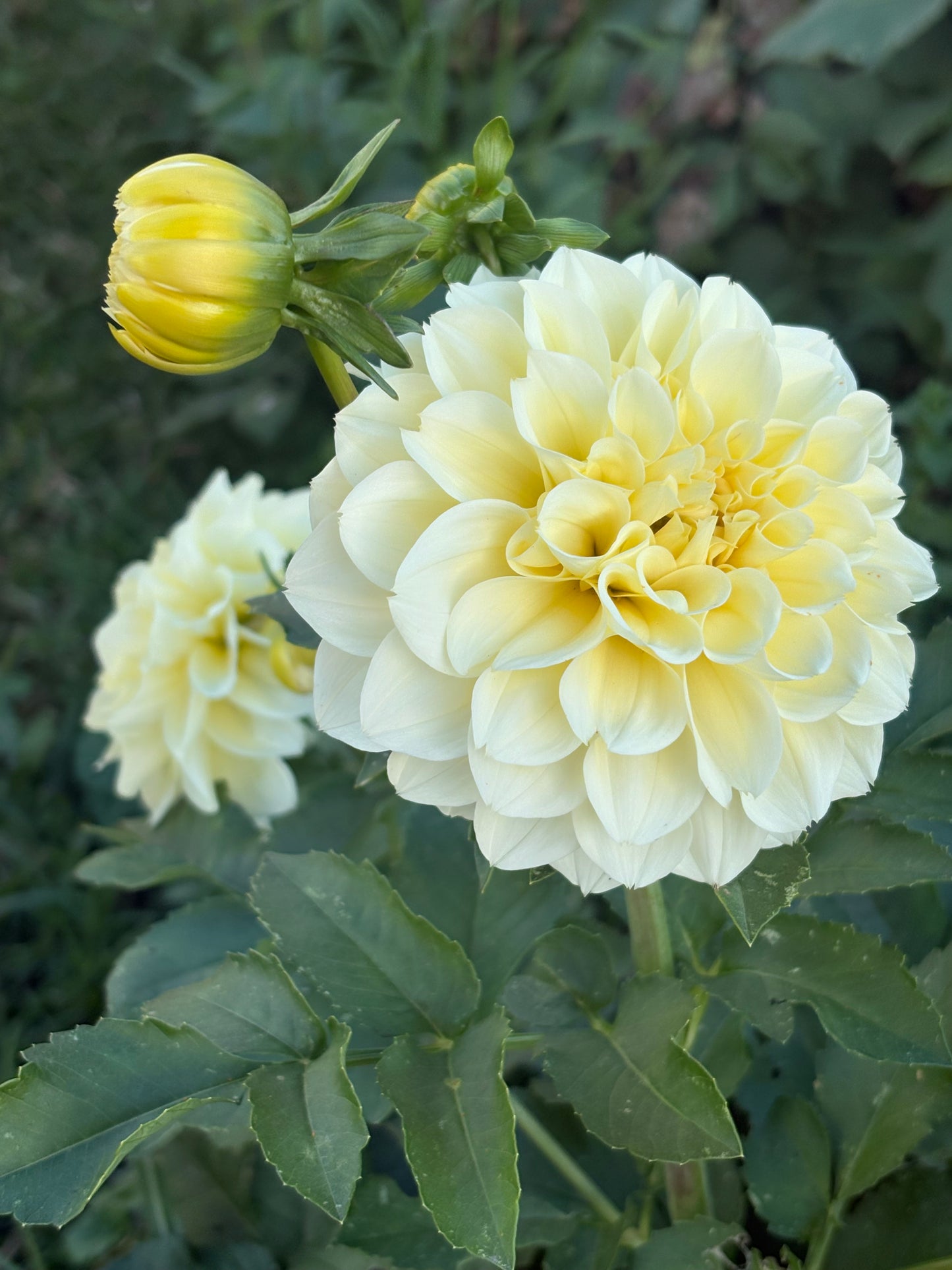 Serenade Buttercream