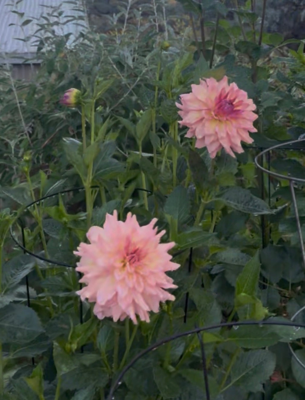 Everbloom Lullaby