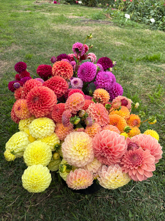 5 Mixed Tubers