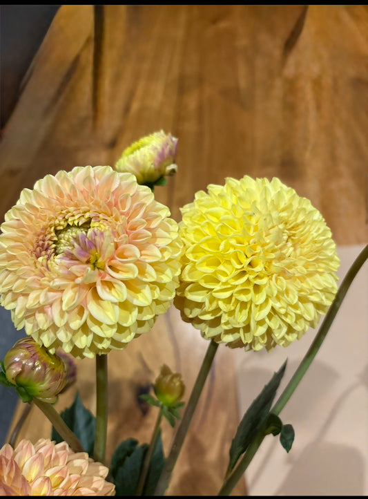 Alfie’s Marigold