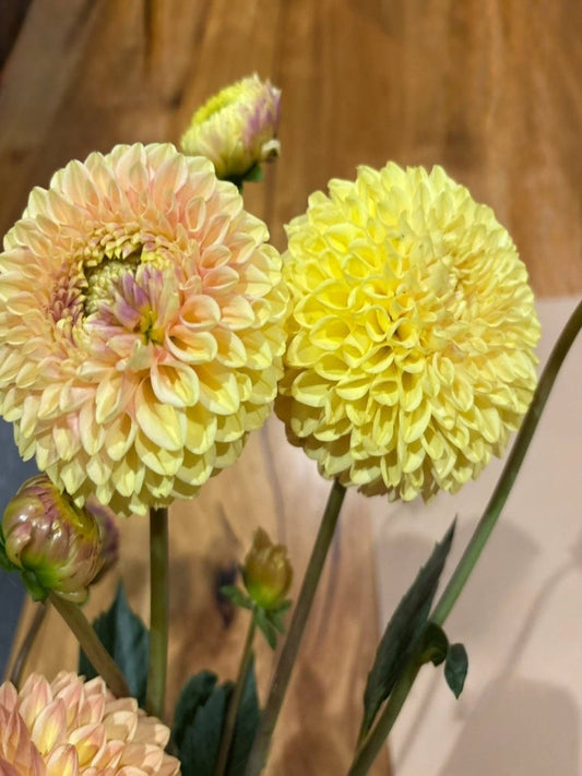 Alfie’s Marigold