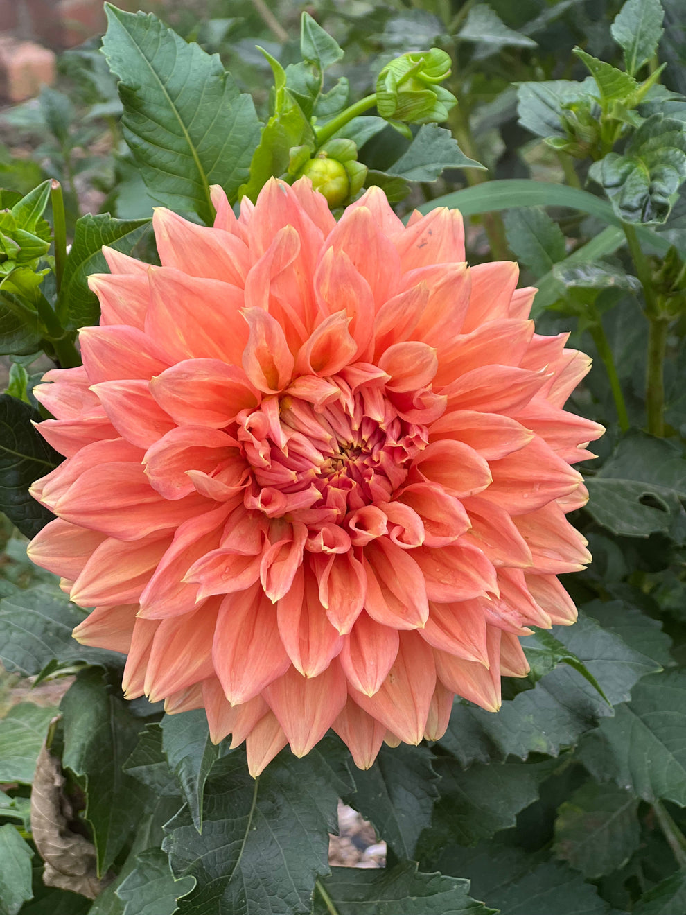 Christie Leader – Dales Dahlias