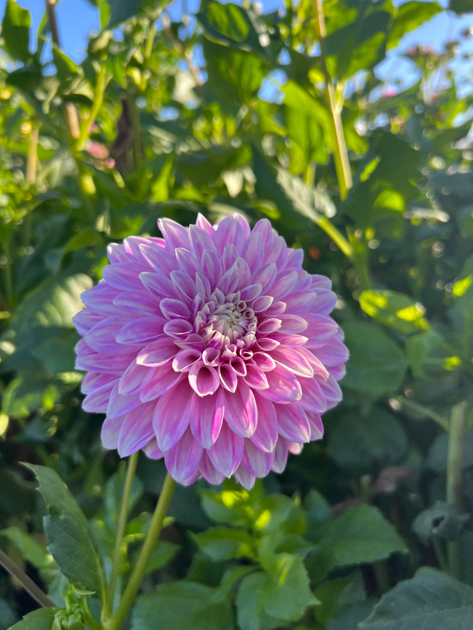 Winter 2025 – Dales Dahlias