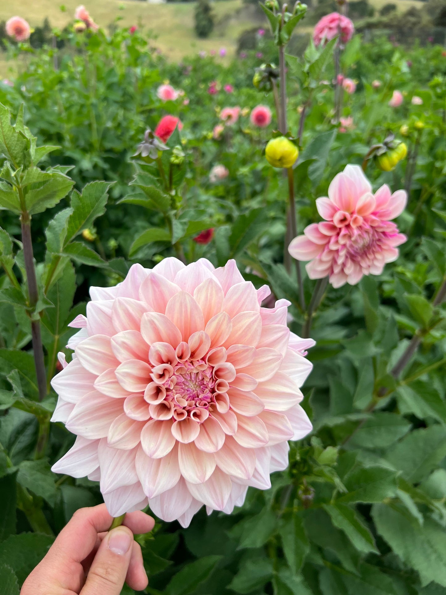Florelie Antique