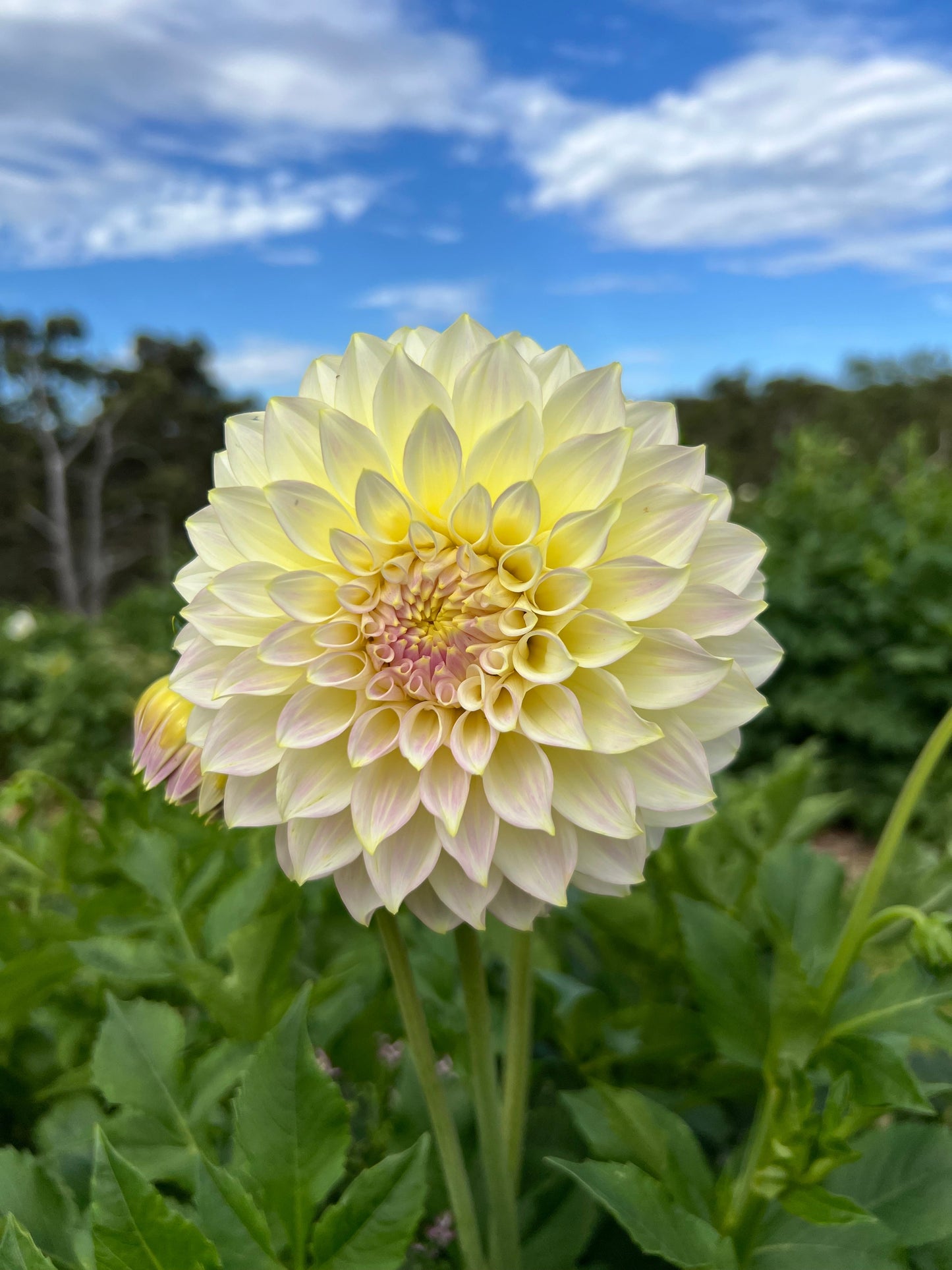 Florelie Grace