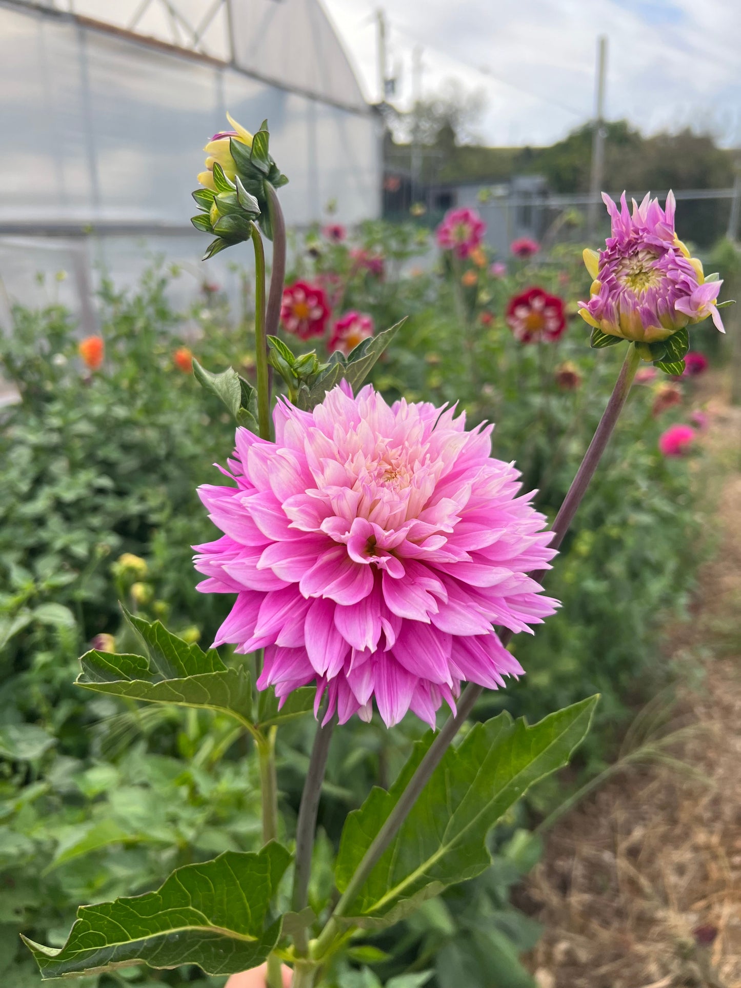 Florelie Tutu