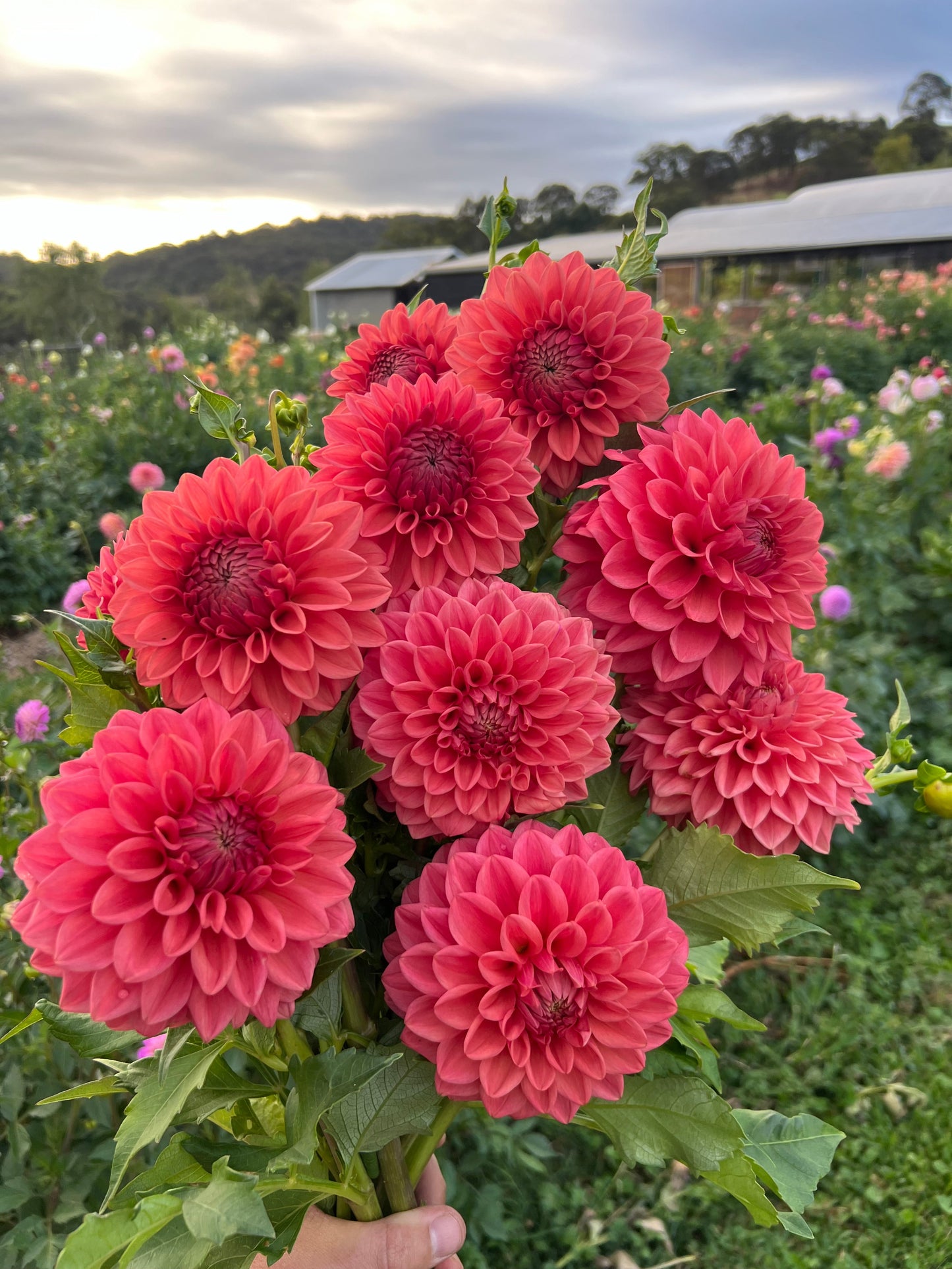 Florelie Paradise